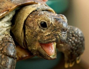 Create meme: the Central Asian tortoise, turtle, tortoise