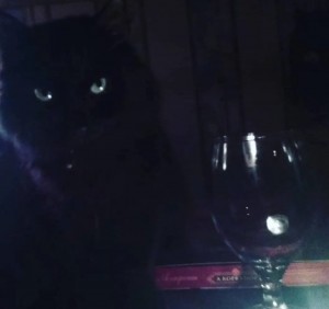 Create meme: black cat, cat, the cat is black