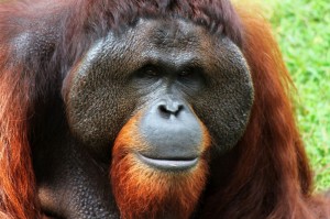 Create meme: planet of the apes orangutan, orangutan, bernaski orangutan