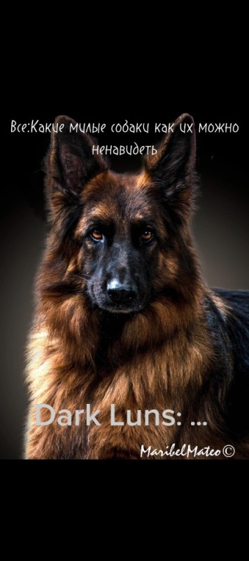 Create meme: german shepherd, German shepherd dog, shepherd 