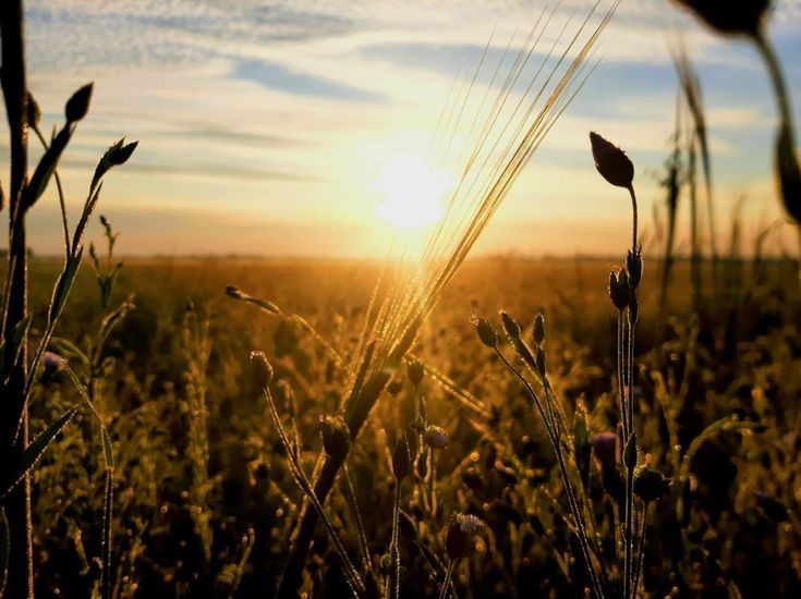 Создать мем: пшеница солнце, пшеничное поле, поле пшеницы фон