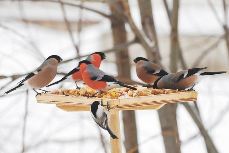 Create meme: bullfinch bird, feed the birds in winter, winter birds of Kuban