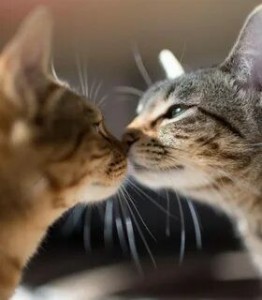 Создать мем: котик целует кошечку, влюбленные котики, котик целует