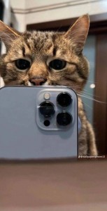 Create meme: cat, the cat with the iPhone
