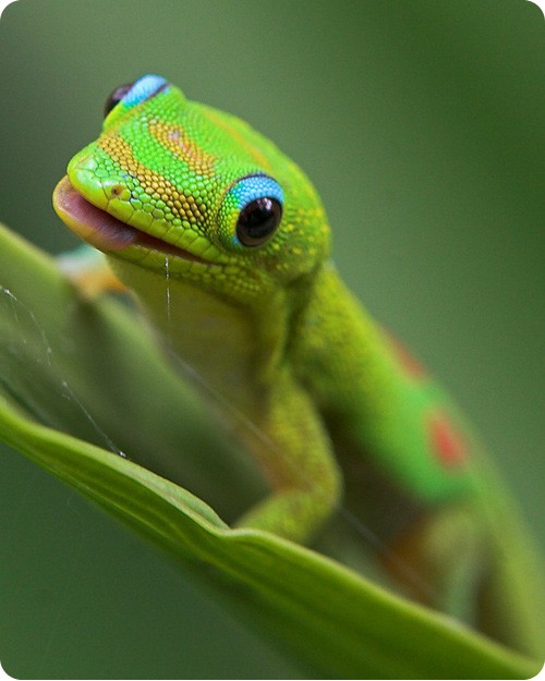 Create meme: prehensile - tailed gecko, green gecko, gecko lizard