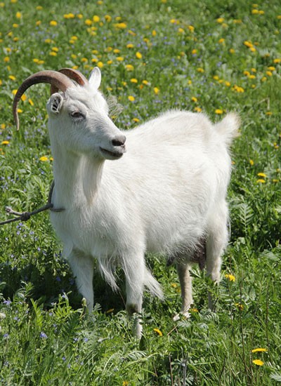Create meme "Russian white goat, white goat, goat goat" - Pictures -  Meme-arsenal.com