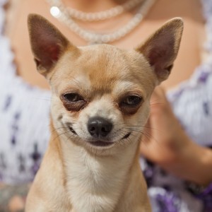 Create meme: Chihuahua smiles, Chihuahua