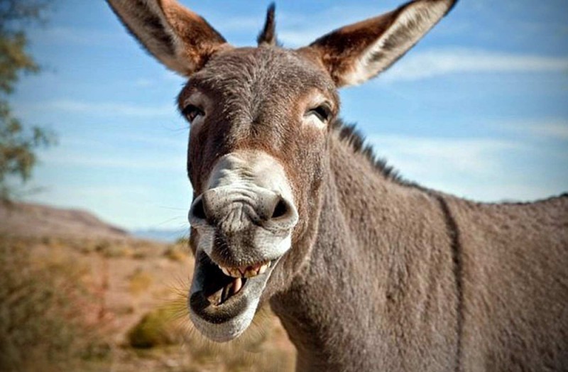 Create meme: the muzzle of a donkey, the donkey, donkeys