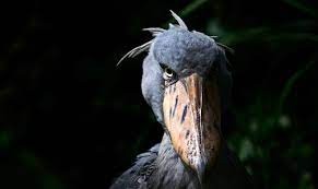 Создать мем: shoebill stork птица, китоглав злой, wilderness safaris