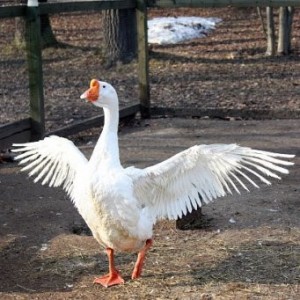 Create meme: Goose