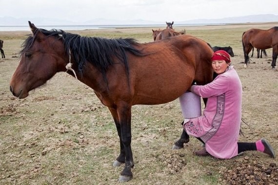 Create meme: the mare, horse , Kyrgyzstan kumis
