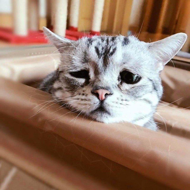 Создать мем: плачущий котик, очень грустный кот, грустный кот порода
