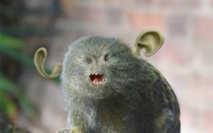 Create meme: monkey pygmy, monkey, marmoset photo