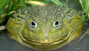 Create meme: toad, African toad, African bull frog