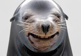 Create meme: sea lion fish, animal, funny animals