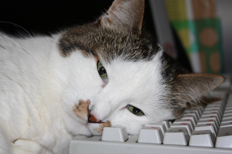 Create meme: the cat at the computer, tired cat , the cat is tired