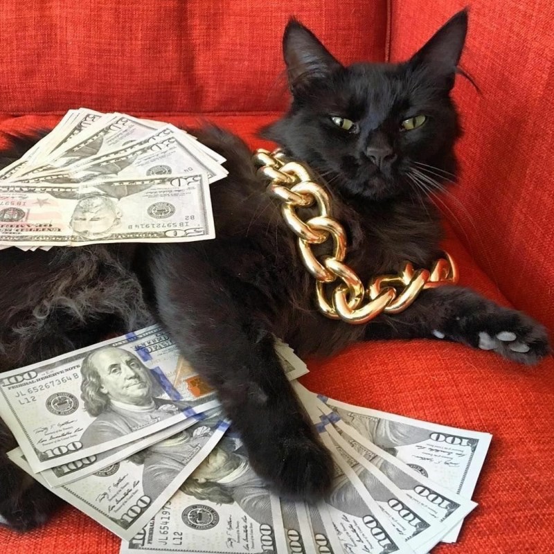 Создать мем: кот с золотой цепью, деньги, кот