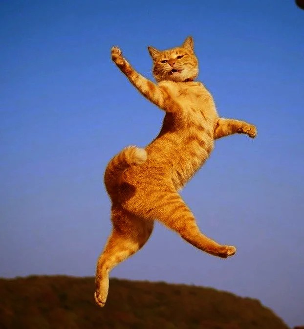Создать мем: кот в полете, летящий кот, летающий кот
