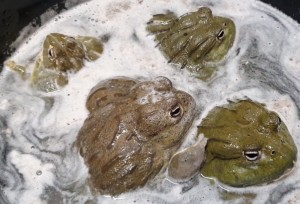 Create meme: frog, toad mitosinka, toad frog in the snow