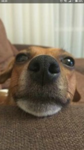 Create meme: the dog's nose, funny dog, the dog's eyes