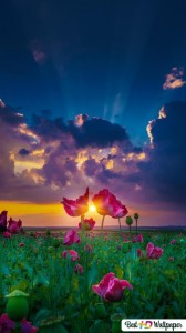 Create meme: flowers field, flowers at sunset, field of flowers