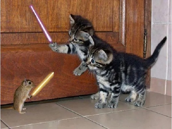 Создать мем: смешные кошки, котик со световым мечом, кот