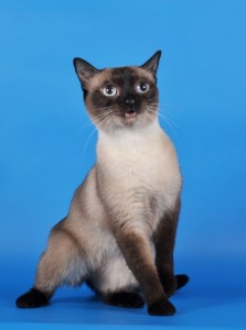 Создать мем: сиамская кошка сил-пойнт, порода кошек сиамская, порода кошек тайская
