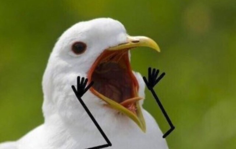 Создать мем: кричащая чайка, чайка птица, птица кричит