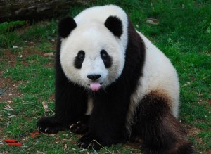 Создать мем: панда, • панда (ailuropoda melanoleuca, китайская гигантская панда