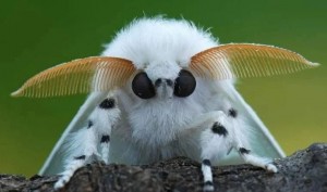 Создать мем: шелкопряд, мотыльки, тутовый шелкопряд бабочка