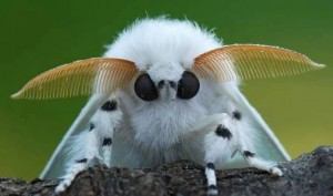 Create meme: moth