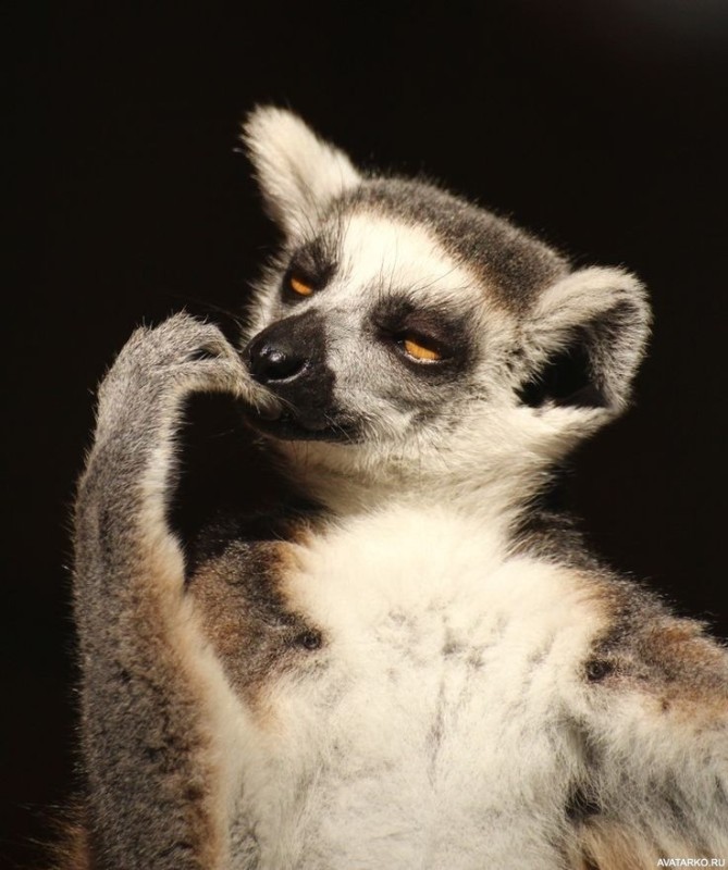 Create meme: uzbagoysya lemur, lemur is funny, lemur 