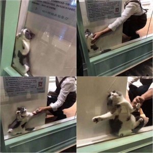 Create meme: cat funny, meme stuck in the window cat, cat behind glass stuck