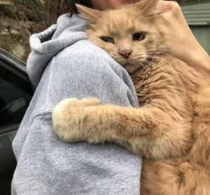 Create meme: hugs, people, Cat