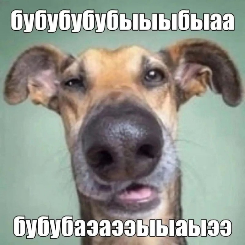 Создать мем: смешные собачки, смешные морды, собака с двумя носами