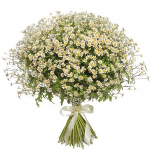 Create meme: field chamomile, bouquet, flowers