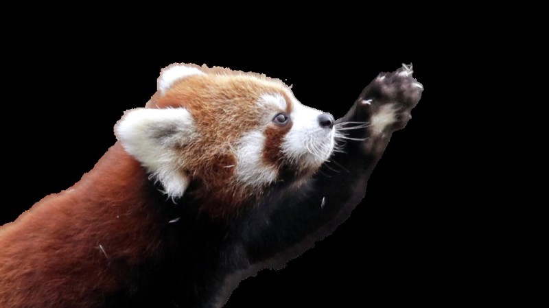 Создать мем: японская панда, красная енотовидная панда, малая красная панда