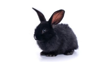 Создать мем: белый кролик на черном фоне, кролик карликовый, черный кролик без фона