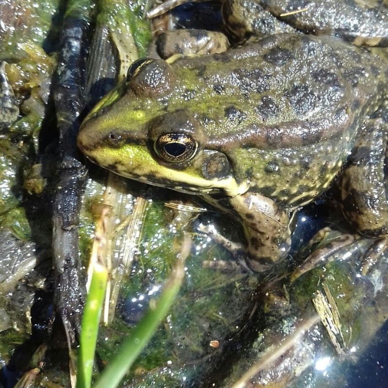 Create meme: common pond frog, frog toad, frog in the swamp