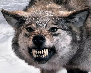 Create meme: bad wolf, wolf! whether the wolf, the wolf! meme, meme wolf