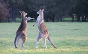 Создать мем: битва кенгуру, австралия кенгуру фото, бои кенгуру картинки
