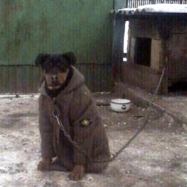 Создать мем: собака в пальто, бездомные животные, собака в куртке