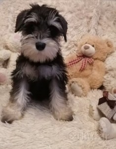 Create meme: dog Schnauzer, the miniature Schnauzer