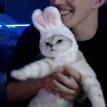 Create meme: cat with Bunny ears, rabbit cat, the rabbit is funny