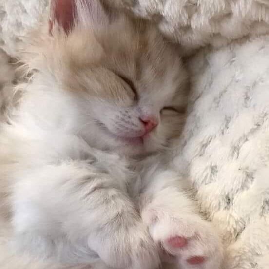 Create meme: cute kittens, kittens are fluffy , adorable kittens