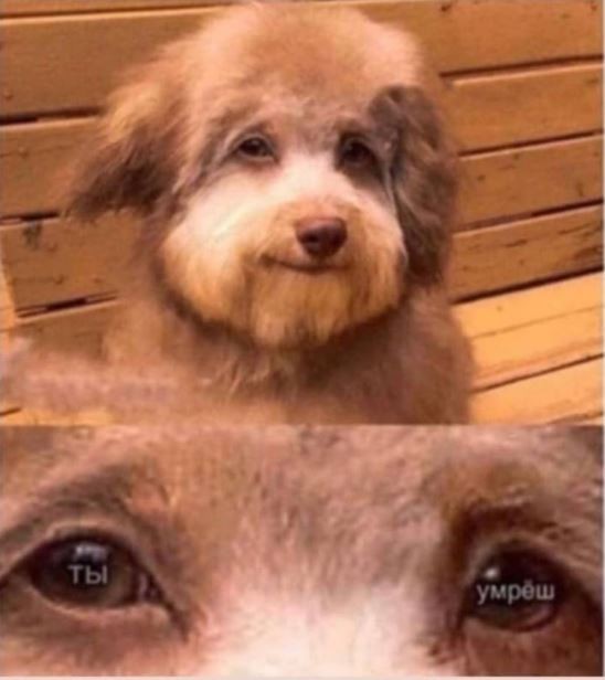 Создать мем: собака с человеческими глазами, собака, мем собака