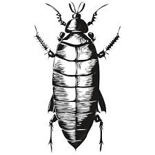 Create meme: woodlouse drawing, cockroach drawing, woodlouse structure