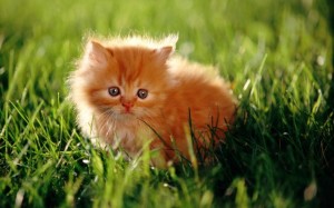 Создать мем: милые пушистые котики, милый рыжий котенок, рыжий котенок