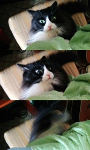 Create meme: my cat emotions, my cat, cat
