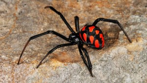 Create meme: spider Latrodectus in the Crimea, poisonous spiders, the black widow the black widow